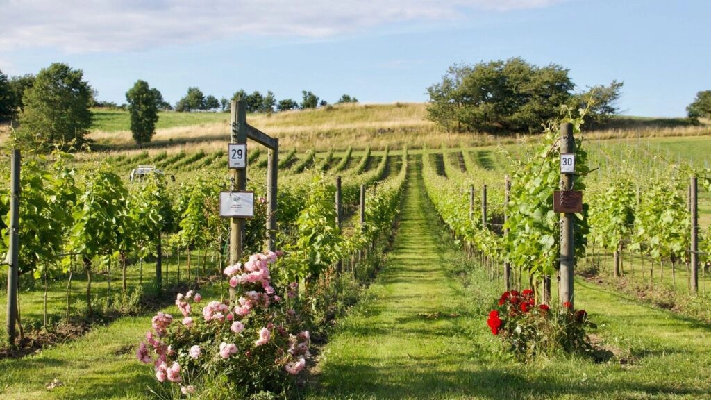 Brösarp, Kivik & Simrishamn